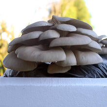 Load image into Gallery viewer, Oyster mushroom (Pleurotus ostreatus)