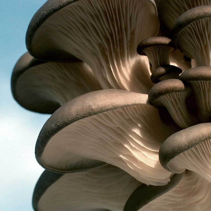 Oyster mushroom (Pleurotus ostreatus)