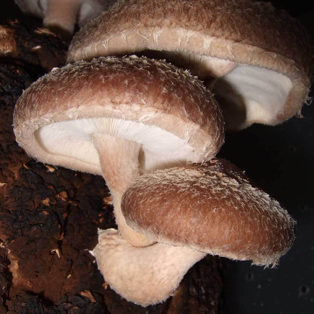 Shiitake (Lentinula edodes) – Fungiperfect